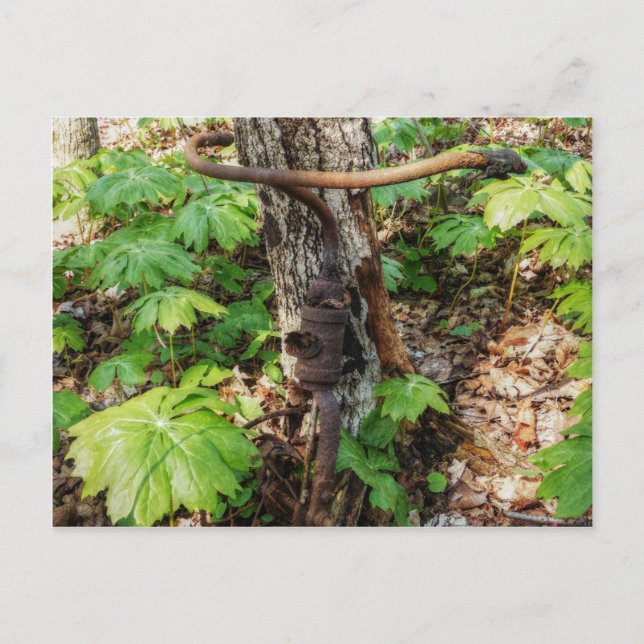 Forgotten Postcard (Front)