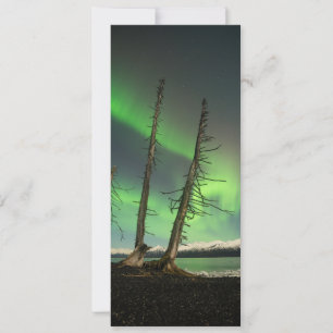 Forgotten Spruce Aurora Card