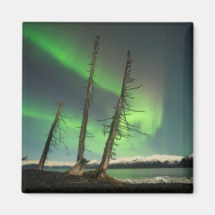 Forgotten Spruce Aurora Magnet