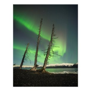 Forgotten Spruce Aurora Photo Print
