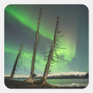 Forgotten Spruce Aurora Square Sticker