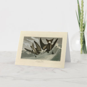 Fork-tail Petrel from Audubon's Birds of America Card