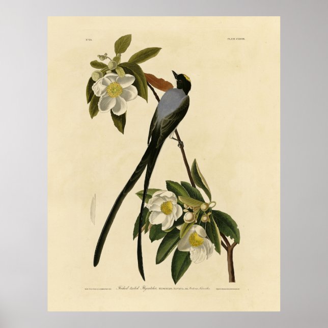 Fork-tailed Flycatcher, Audubon's Birds of America Poster (Front)