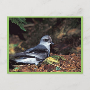 Fork-tailed Storm Petrel, St Postcard