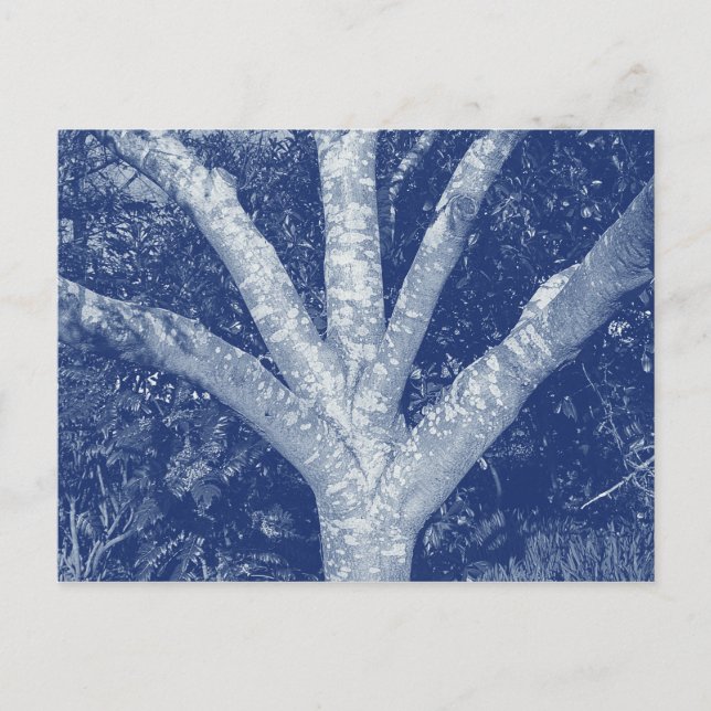 Forked Branches - Cyanotype Effect Postcard (Front)