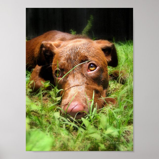 Forlorn Chocolate Lab Pit Puppy Poster (Front)