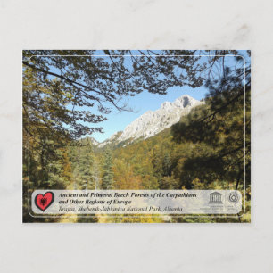 Former and Primeval Beech Forests - Rrajca Postcard