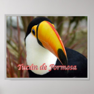 Formosan Toucan - Argentina - Poster