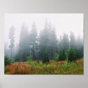 Forrest Fog Pine Trees Value Poster Paper
