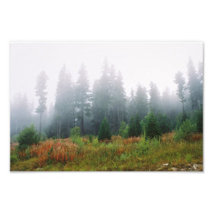 Forrest morning , Kodak Professional P Photo Print