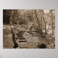 Forrest Steps XL Canvas