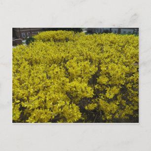 Forsythia Field Postcard