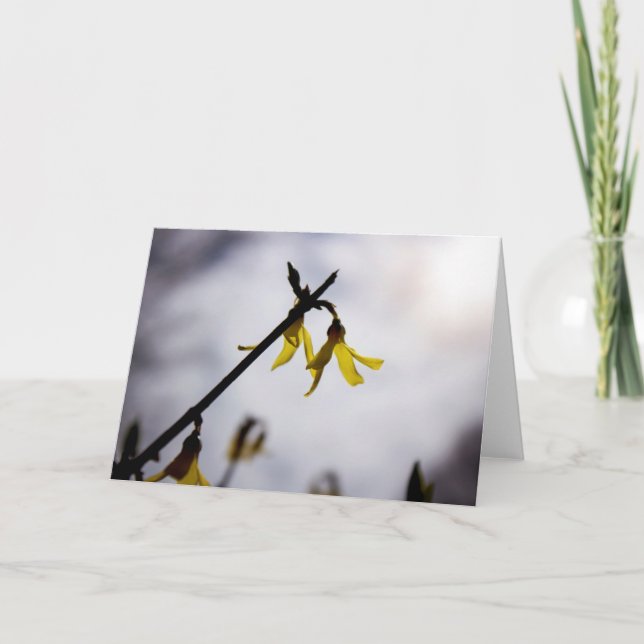 Forsythia in Spring Card (Front)