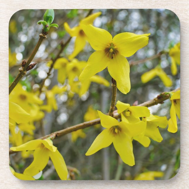 Forsythia in Springtime Coaster (Front)