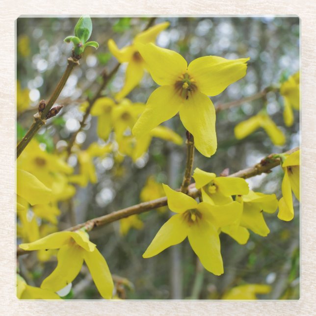 Forsythia in Springtime Glass Coaster (Front)