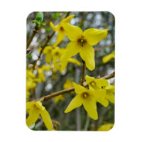 Forsythia in Springtime