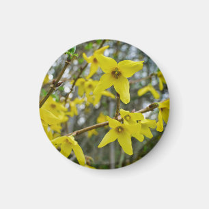 Forsythia in Springtime Magnet