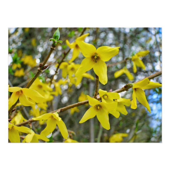Forsythia in Springtime Photo Print (Front)