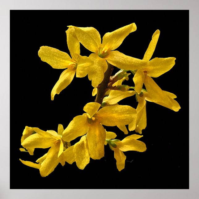 Forsythia Print (Front)