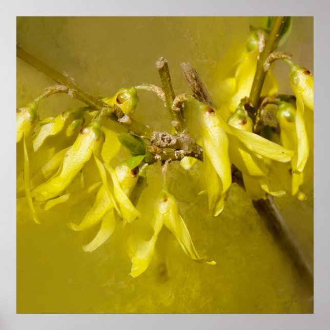 Forsythia - Springtime Sunshine Poster (Front)
