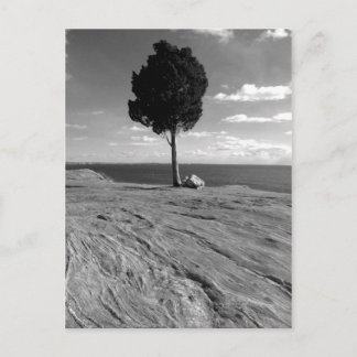 Fort Phoenix Tree Postcard