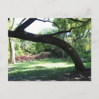 Fort Worth Garden Tree Postcard