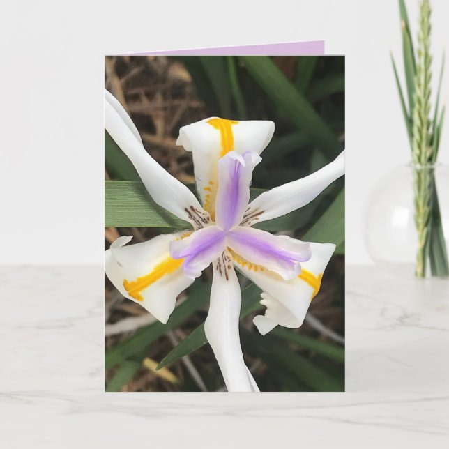 Fortnight Lily African Iris Card (Front)