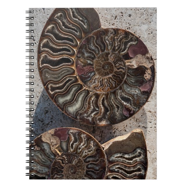 Fossil Ammonite Notebook (Front)