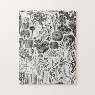 Fossil Coral Geology Minerals Polypi Jigsaw Puzzle