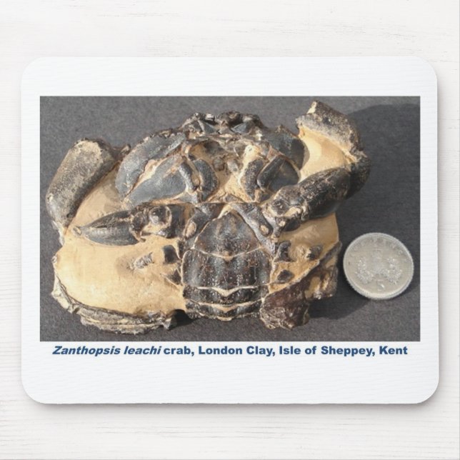 Fossil crab from the Eocene London Clay Mouse Pad (Front)