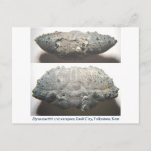 Fossil Crab Postcard