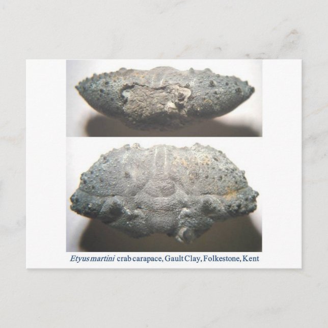 Fossil Crab Postcard (Front)
