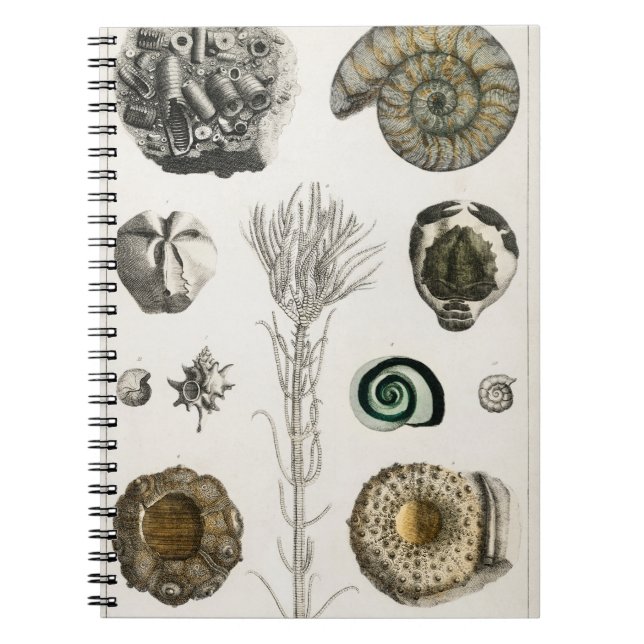 Fossil, Dinosaur, Fossils, Paleontology, Geology Notebook (Front)