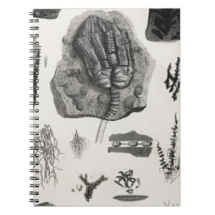 fossil, dinosaur, paleontology, fossils, skull notebook