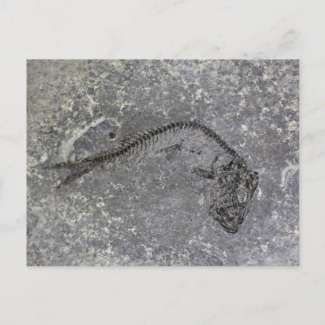 Fossil Fish from the Oligocene of Northern Germany Postcard (Front)