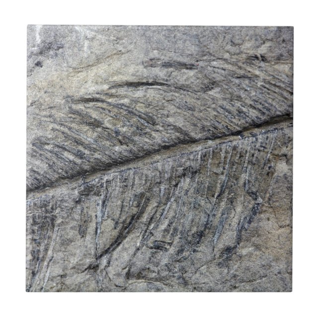 Fossil Plant Ceramic Tile (Front)