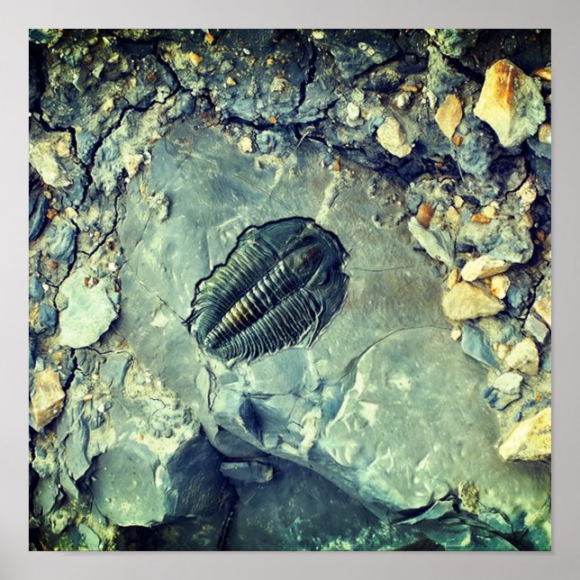 Fossil Poster (Front)