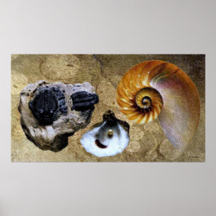 Fossil Poster