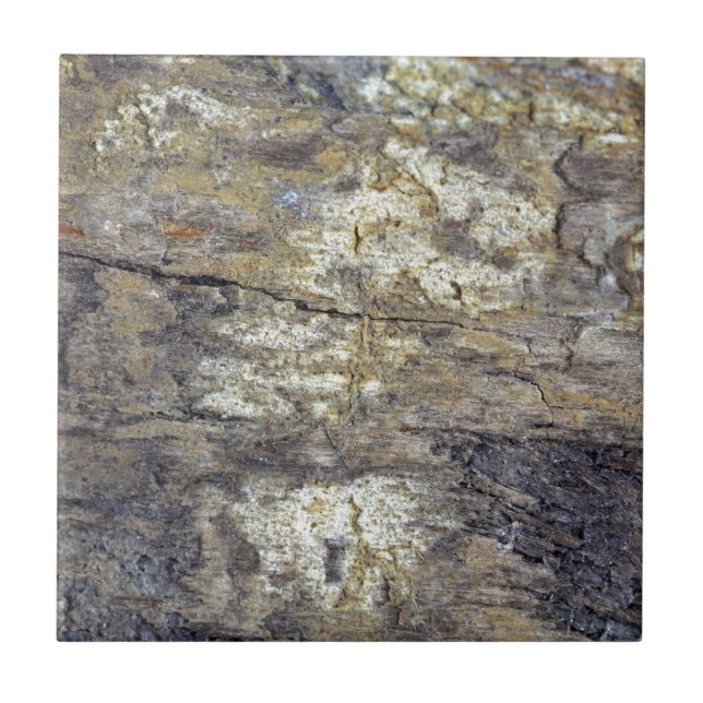 Fossil Wood Ceramic Tile (Front)