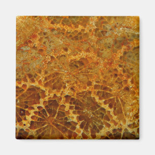 Fossilised coral natural jasper gemstone magnet