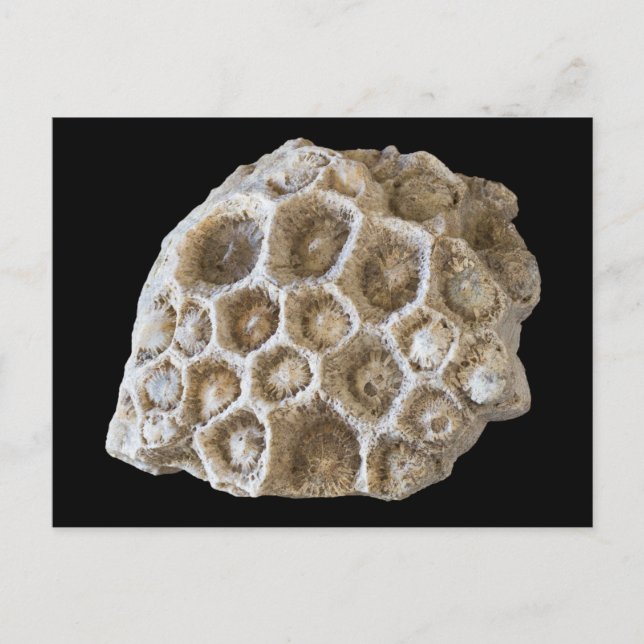 Fossilised Coral on Black Postcard (Front)