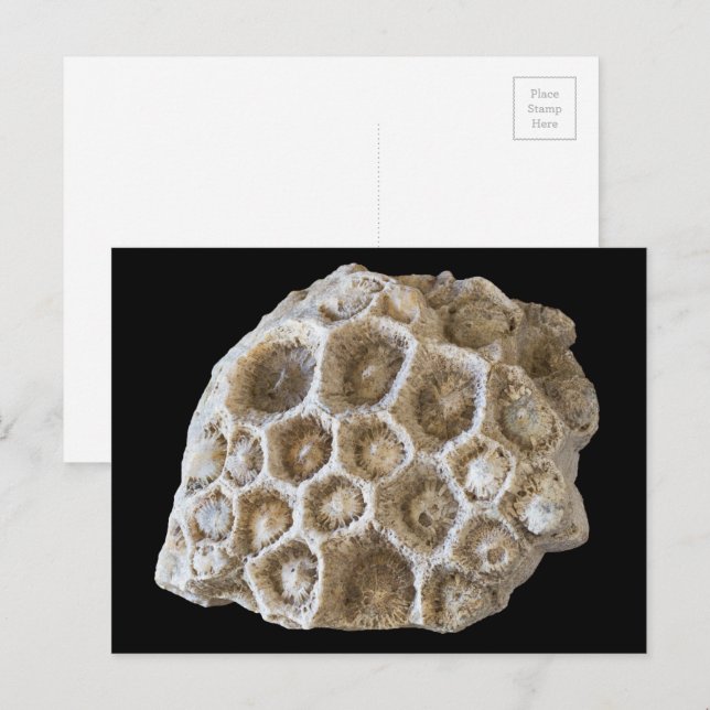 Fossilised Coral Rock Nature Photography Postcard (Front/Back)