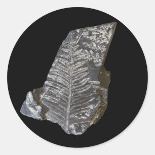 Fossilised Fern Leaves Photo on Black Classic Round Sticker