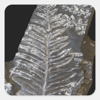 Fossilised Fern Leaves Photo on Black Square Sticker