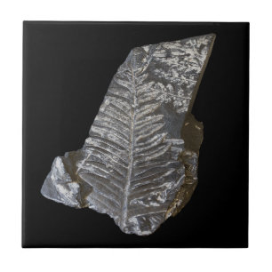 Fossilised Fern Leaves Rock Nature Photography Ceramic Tile