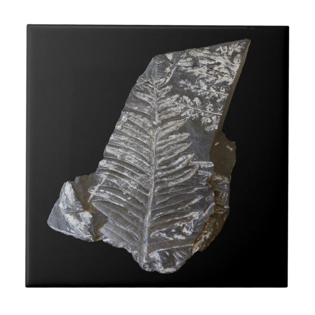 Fossilised Fern Leaves Rock Nature Photography Ceramic Tile (Front)