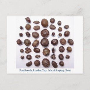 Fossilised seeds postcard