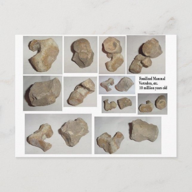 FOSSILIZED MAMMAL VERTEBRA POSTCARD (Front)
