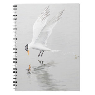 Foster's Tern in flight Notebook