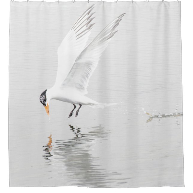 Foster's Tern in flight Shower Curtain (Front)